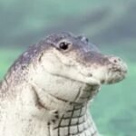Profile picture of f3x8o2s9ff